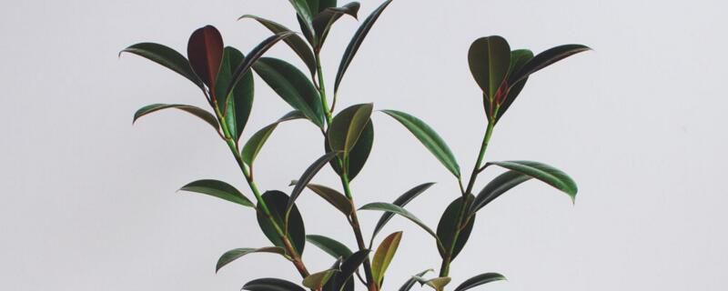 橡皮树的养殖方法和养殖注意事项