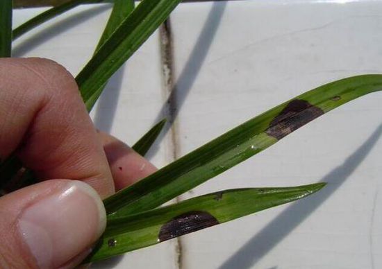 兰花叶子出现斑点 兰花叶子出现斑点