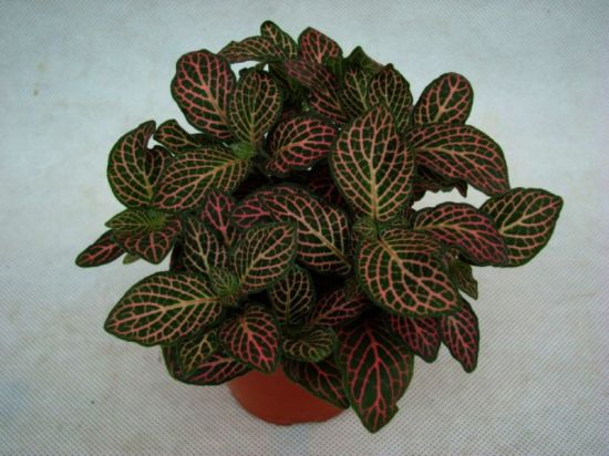 刚发红的盆栽网纹草图片 刚发红的盆栽网纹草图片