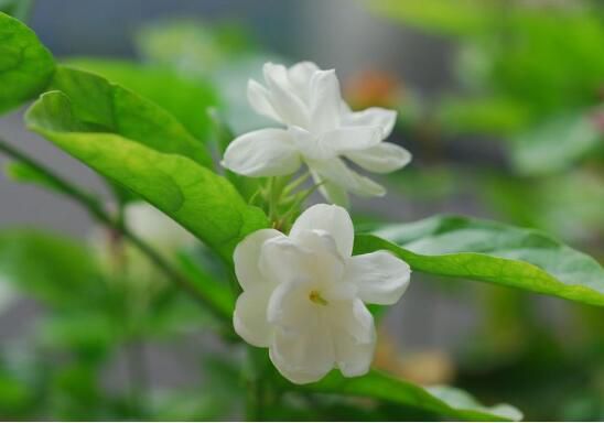 茉莉的剪修方法,4种修剪技巧让茉莉花快速爆盆