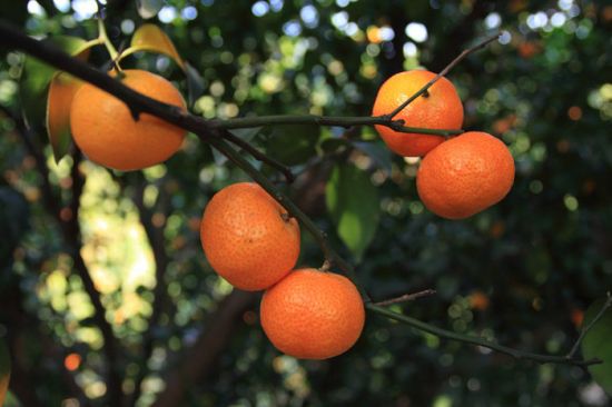 沙糖桔的种植技术 沙糖桔的种植技术