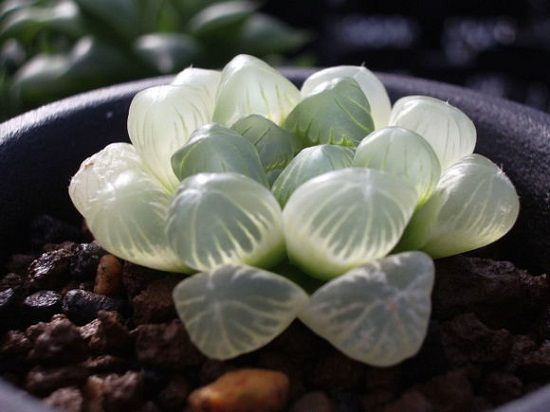 白玉无瑕般的姬玉露 白玉无瑕般的姬玉露