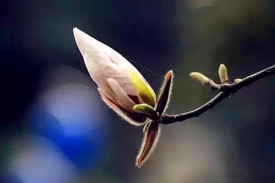 是谁,打翻了这里的春天。 是谁,打翻了这里的春天。