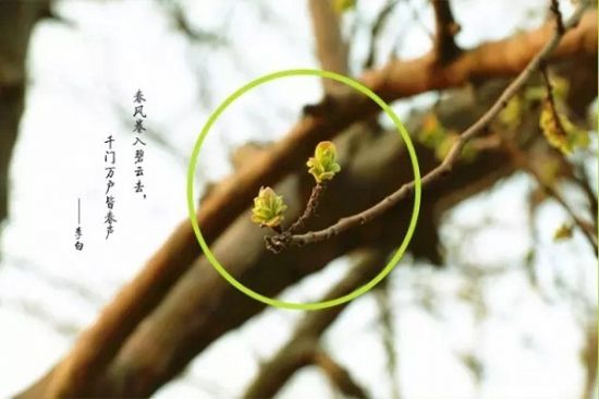 是谁,打翻了这里的春天。 是谁,打翻了这里的春天。