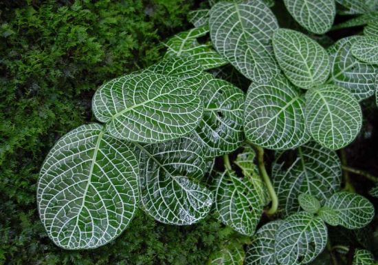 园里看到的网纹草图片 园里看到的网纹草图片