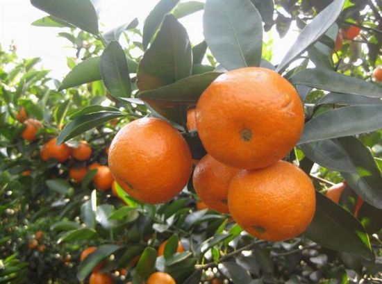 沙糖桔的种植技术 沙糖桔的种植技术