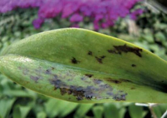 兰花叶子变黑 兰花叶子变黑