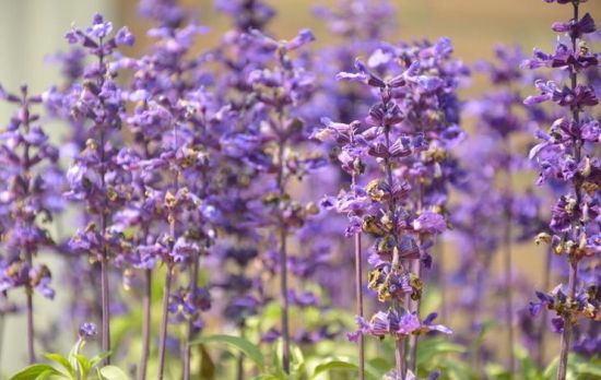 伫立的鼠尾草 伫立的鼠尾草