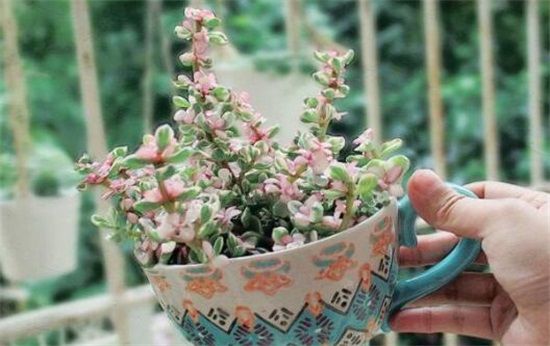 雅乐之舞掉叶子怎么办？雅乐之舞掉叶子原因及解决办法