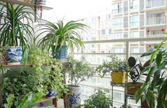 朝东的阳台植物 朝东的阳台植物