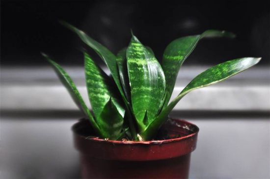 虎皮兰盆栽欣赏图片 虎皮兰盆栽欣赏图片