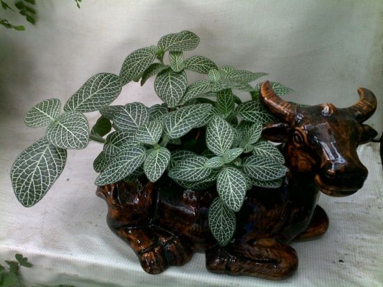 网纹草观赏图片 网纹草观赏图片