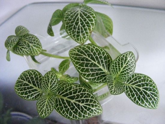 四株网纹草图片 四株网纹草图片