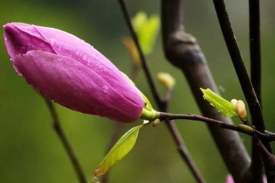 是谁,打翻了这里的春天。 是谁,打翻了这里的春天。