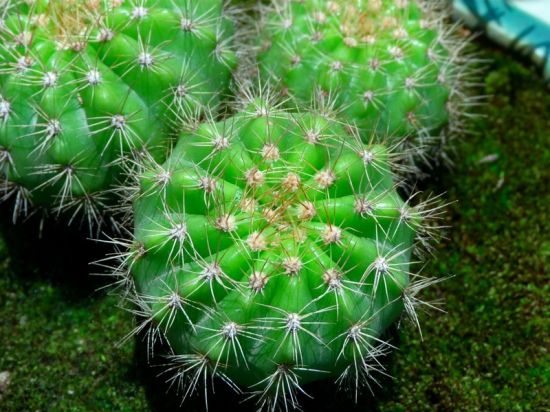 仙人球夏天怎么养：多浇水需施肥防暴晒