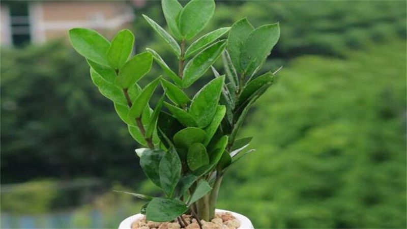 金钱树怎么浇水？夏天3～5天浇水一次