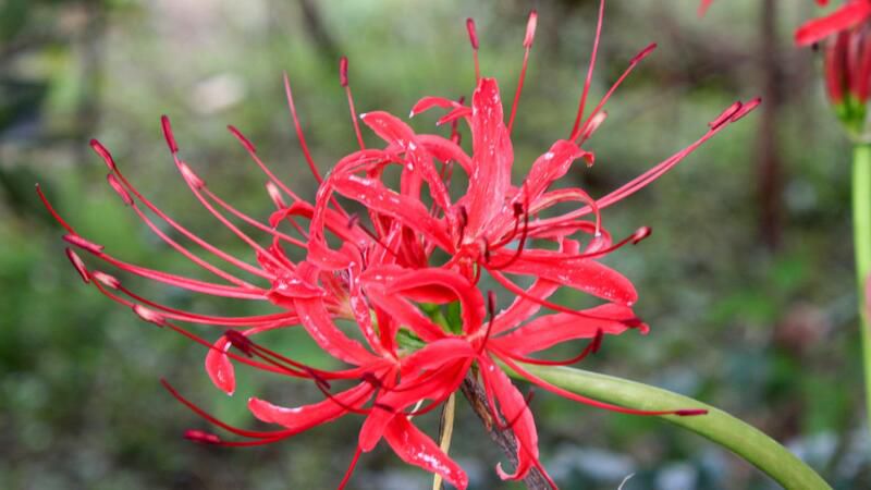 养彼岸花有什么禁忌吗？花香致幻