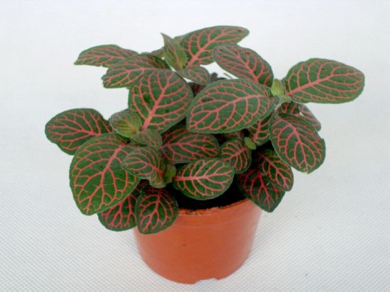 红叶网纹草盆栽图片 红叶网纹草盆栽图片