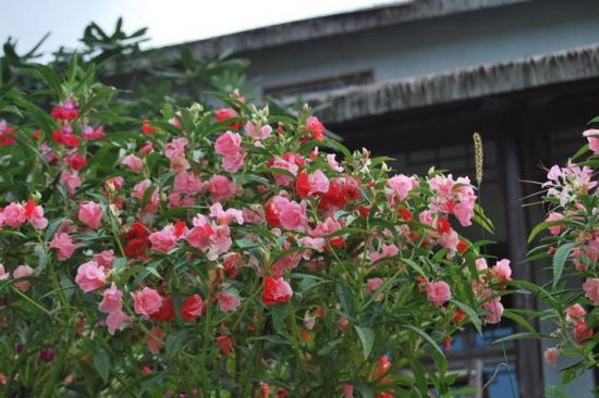 群花灿烂的指甲花 群花灿烂的指甲花