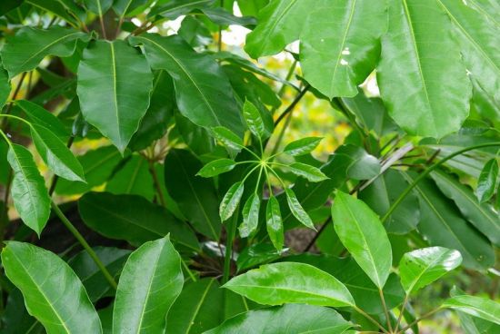 刚买的鸭脚木图片 刚买的鸭脚木图片