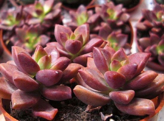 多肉植物——姬胧月 多肉植物——姬胧月