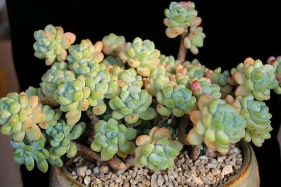 (罗琦)今年8月中买来的样子 (罗琦)今年8月中买来的样子