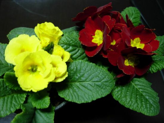 欧洲报春 欧洲报春