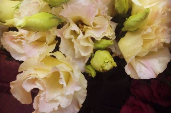 香槟色桔梗花的花语，真诚不变的爱和浪漫的感