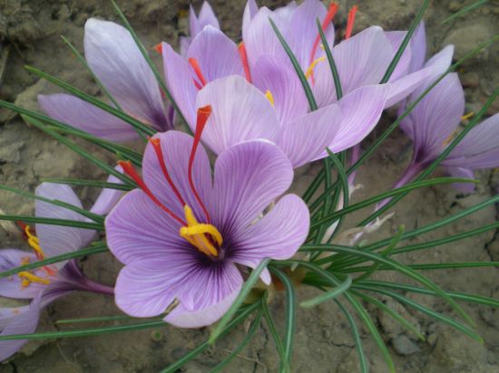西红花植株 西红花植株