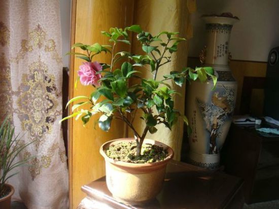 茶花日常养护 茶花日常养护