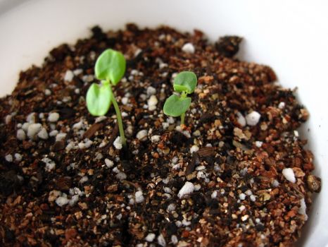 含羞草幼苗 含羞草幼苗