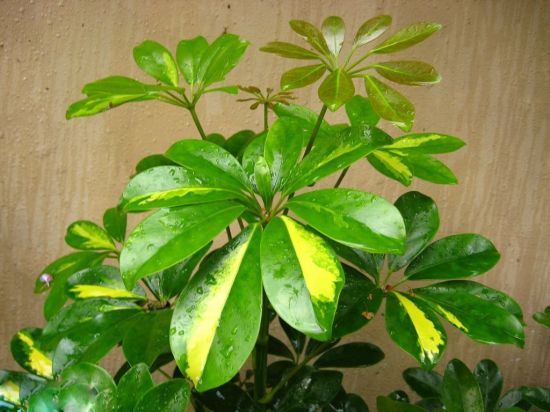 鸭脚木图片 鸭脚木图片