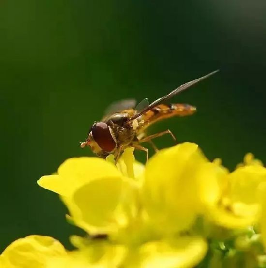 是谁,打翻了这里的春天。 是谁,打翻了这里的春天。