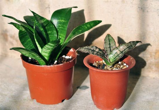 两盆虎皮兰盆栽图片 两盆虎皮兰盆栽图片