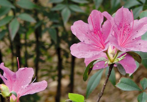 可人的杜鹃花 可人的杜鹃花