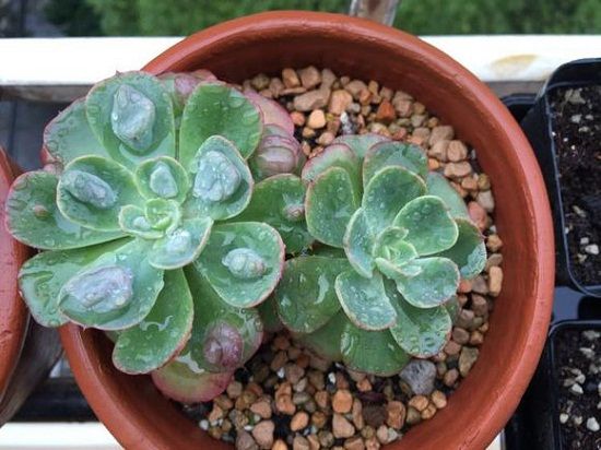 多肉雨滴——E.Heart's Delight 多肉雨滴——E.Heart's Delight