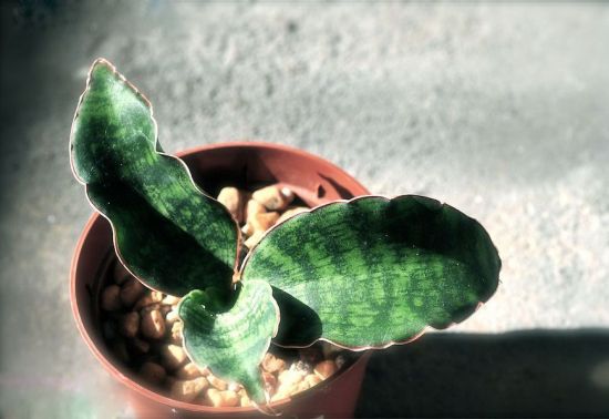 夕阳下的虎皮兰图片 夕阳下的虎皮兰图片