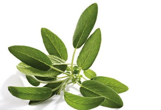 鼠尾草的树枝 鼠尾草的树枝