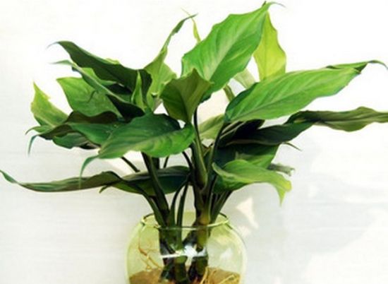 水培广东万年青 水培广东万年青
