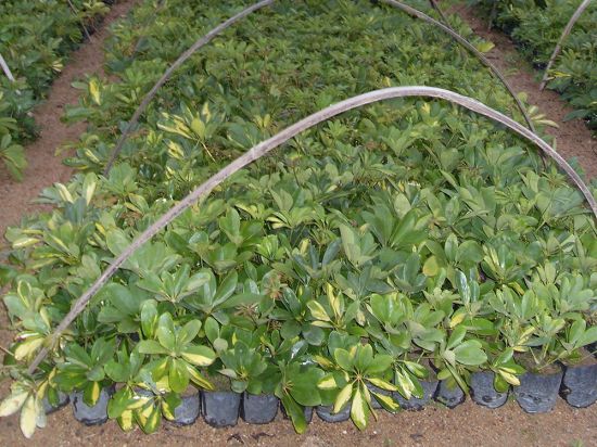 地里的鸭脚木图片 地里的鸭脚木图片