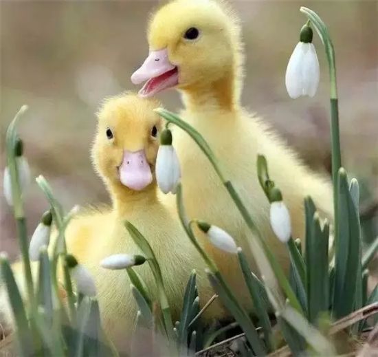 是谁,打翻了这里的春天。 是谁,打翻了这里的春天。