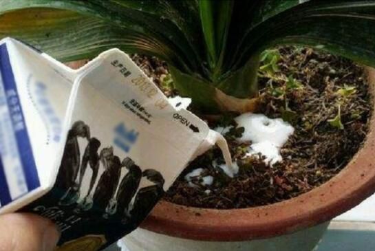 盆栽土壤板结的原因和解决方法 盆栽土壤板结的原因和解决方法