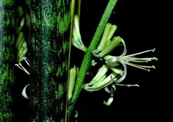 夜晚的虎皮兰花图片 夜晚的虎皮兰花图片