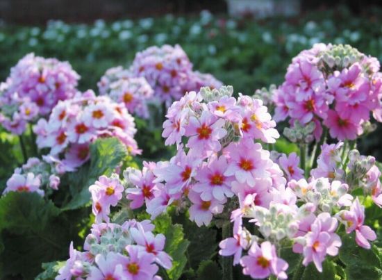 报春花(小樱草) 报春花(小樱草)