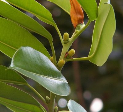 橡皮树的花开在榕果内 橡皮树的花开在榕果内