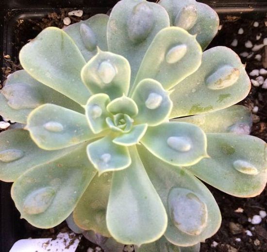 多肉雨滴——Raindrops(图一) 多肉雨滴——Raindrops(图一)