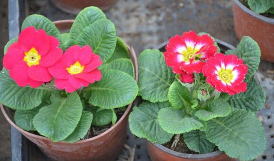 德国报春花应怎样科学盆栽？