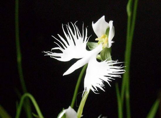 兰花有什么奇怪的品种 兰花有什么奇怪的品种