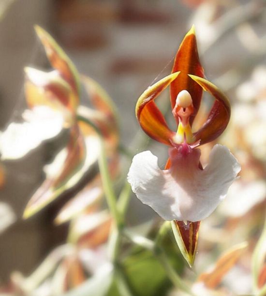 兰花有什么奇怪的品种 兰花有什么奇怪的品种