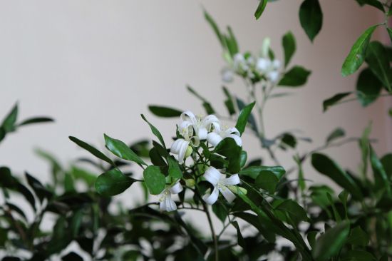七里香(千里香)的种植方法(全解) 七里香(千里香)的种植方法(全解)